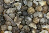 Lot: to Natural Chalcedony Nodules - Pieces #137982-1